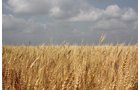 Property photo 17 - Cimarron, Kansas Land Auction - 310 Acres Offered in 7 Tracts